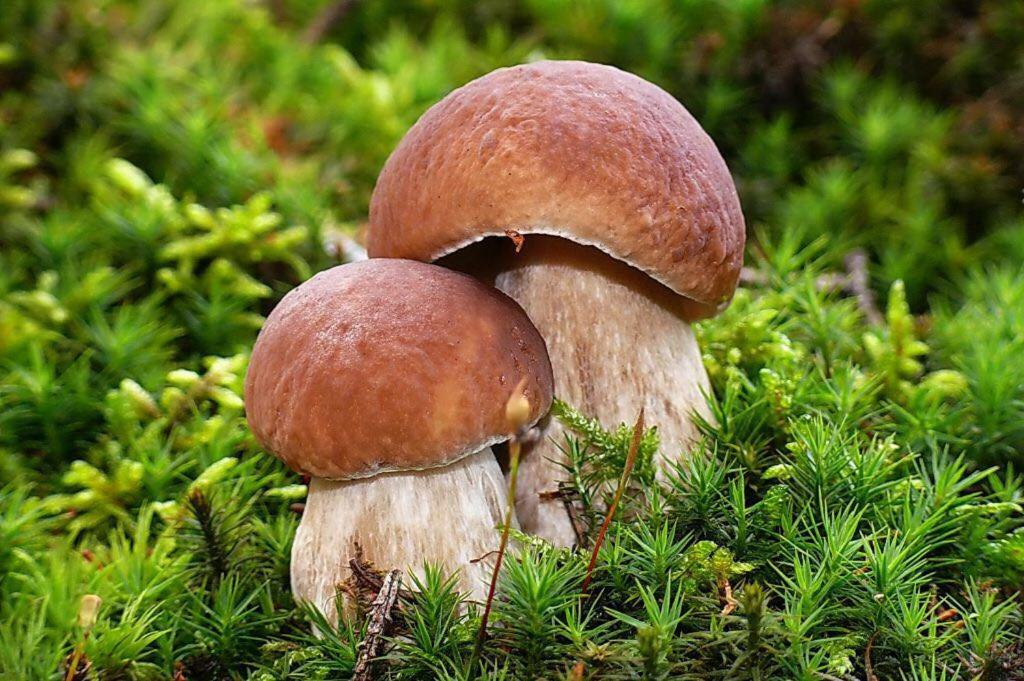 Appartmenthaus Birkenwald 제펠드 인 티롤 외부 사진